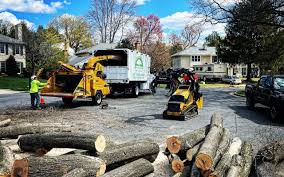 Best Arborist Consultation Services  in Lackawanna, NY