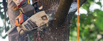 Best Tree and Shrub Care  in Lackawanna, NY