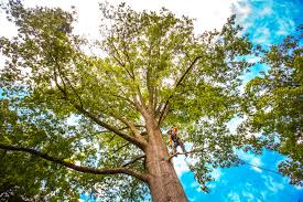 Best Tree Disease Treatment  in Lackawanna, NY