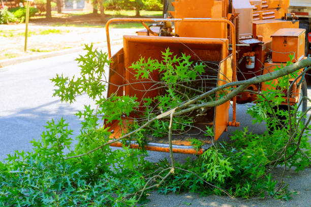 Best Tree Trimming and Pruning  in Lackawanna, NY