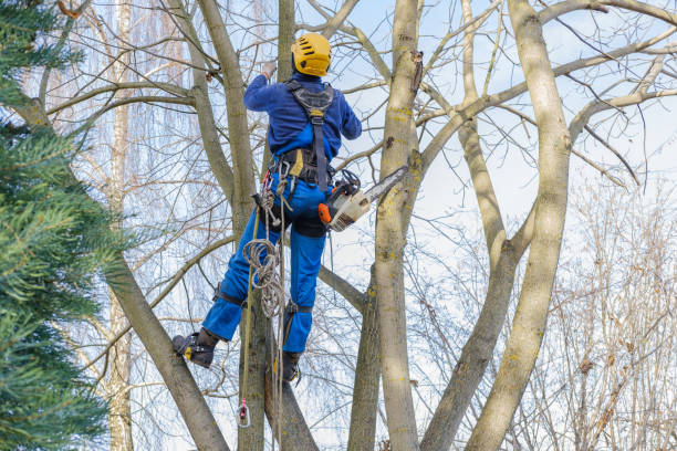  Lackawanna, NY Tree Care Services Pros