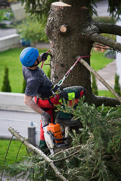 Best Hedge Trimming  in Lackawanna, NY