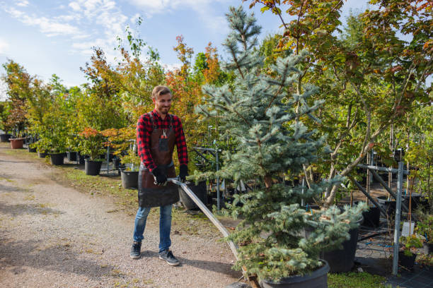 Best Tree Removal  in Lackawanna, NY