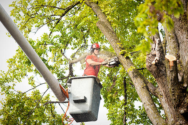 Best Emergency Tree Removal  in Lackawanna, NY